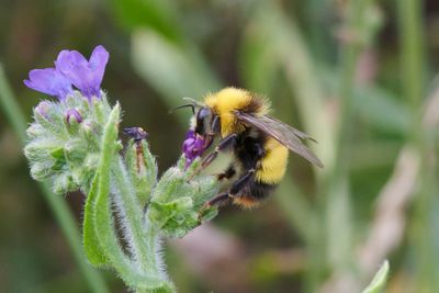 Bombus pratorum (m)
