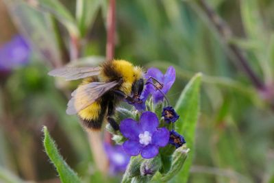 Bombus pratorum (m)