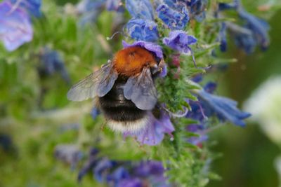Hummeln - bumblebees