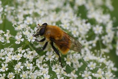 Matsumyia berberina