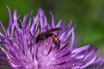 Hymenoptera - Hautflügler - wasps, ants, bees