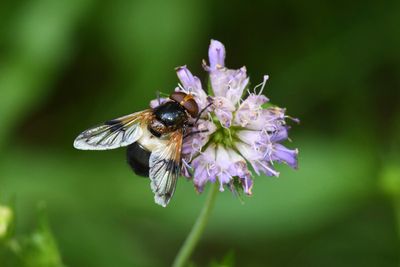 Volucella pellucens