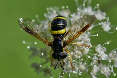  Chrysotoxum bicinctum