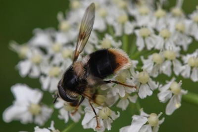 Eriozona syrphoides
