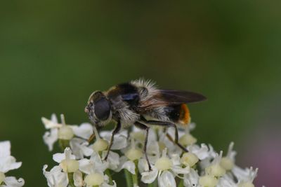 Cheilosia illustrata