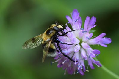 Volucella bombylans var. plumata