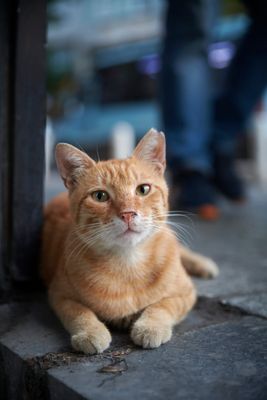 Istanbul Cats