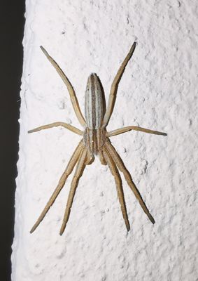 Tibellus sp.