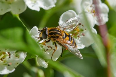 Helophilus pendulus