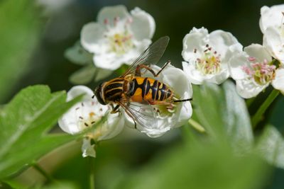 Helophilus pendulus