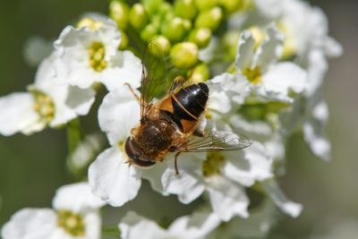 Erestalis nemorum