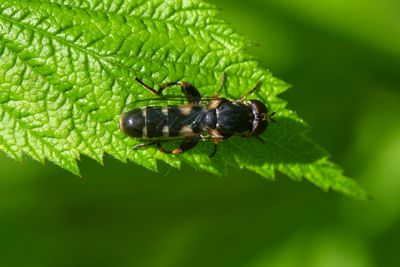 Syritta pipiens