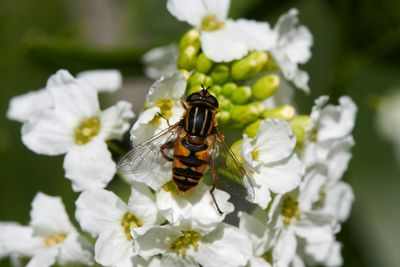 Helophilus pendulus