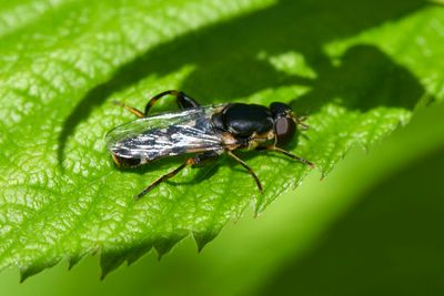Syritta pipiens (f)