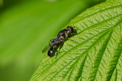 Syritta pipiens (f)