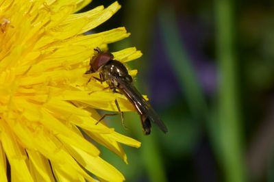 Platycheirus albimanus