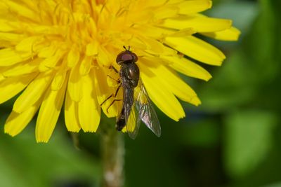 Syrphidae - Schwebfliegen - Hoverflies