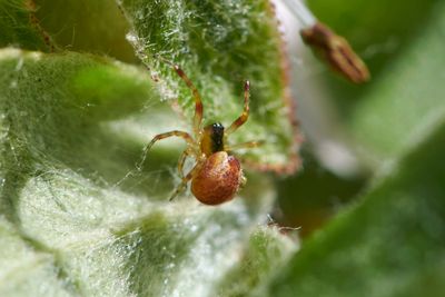 Anelosimus vittatus