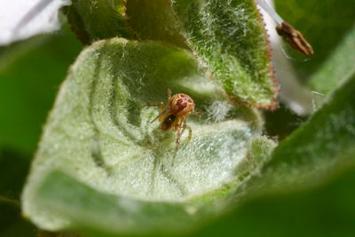Anelosimus vittatus