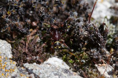 Asagena phalerata