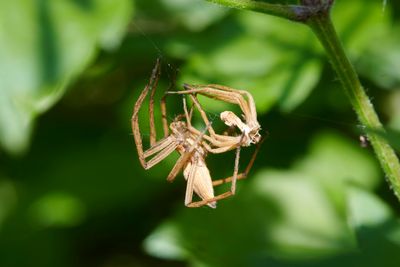 Pisaura mirabilis (molting)