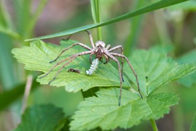 Pisaura mirabilis