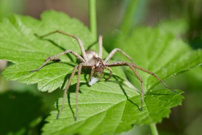 Pisaura mirabilis