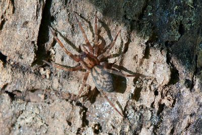 Liocranum rupicula