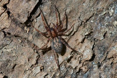 Liocranum rupicula