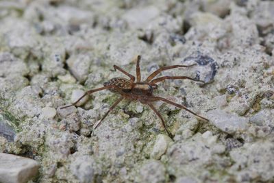 Histopona torpida