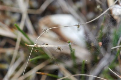 Argiope bruennichi spiderlings