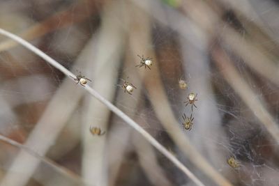 Spiders