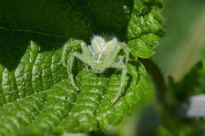 Thomisidae - Crab spiders