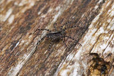 Lycosidae - Wolf spiders