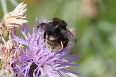 Bombus humilis
