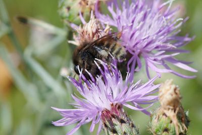Bombus humilis