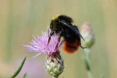Bombus lapidarius (m)