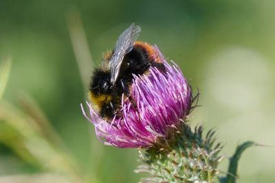 Bombus lapidarius (m)