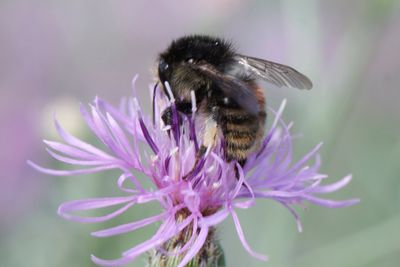 Bombus humlis 
