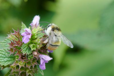 Bombus sylvarum