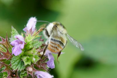 Bombus sylvarum