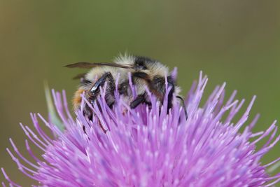 Bombus sylvarum