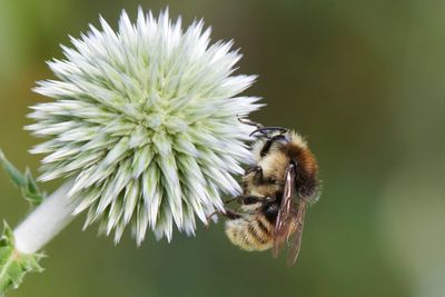 Bombus sylvarum