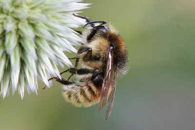 Bombus sylvarum