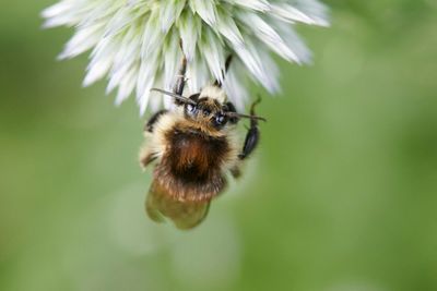 Bombus sylvarum