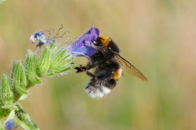 Bombus terrestris