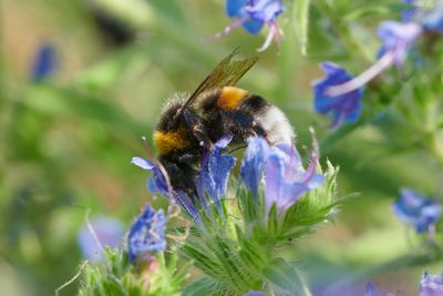 Bombus terrestris