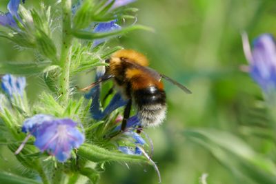 Bombus hypnorum