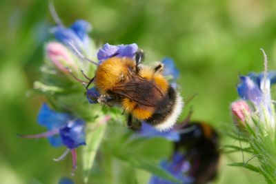 Bombus hypnorum