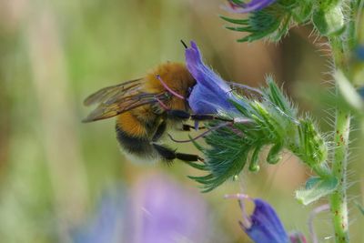 Bombus hypnorum